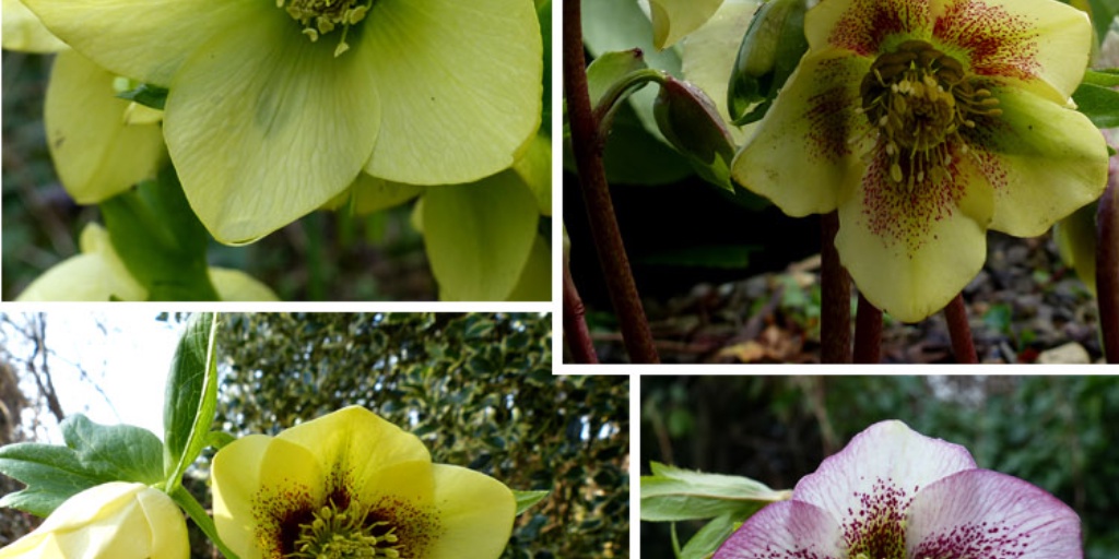 Hoo House Nursery - Helleborus x hybridus
